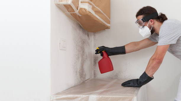 Basement Mold Remediation treatment on basement walls in Radcliff