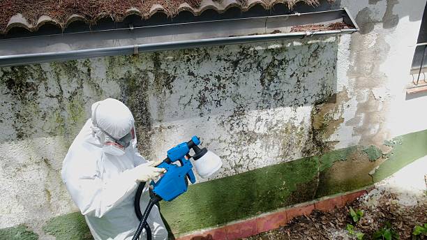 Mold Removal service in Radcliff